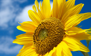 French Law Services 0 French Law Services